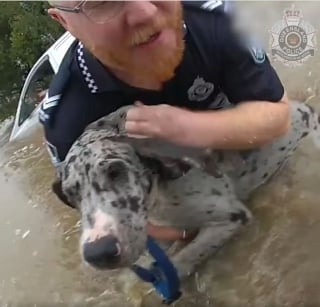 Illustration de l'article : Des policiers bravent les inondations pour sauver 2 hommes et 3 chiens piégés dans une camionnette (vidéo)