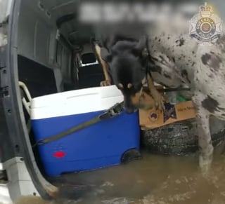 Illustration de l'article : Des policiers bravent les inondations pour sauver 2 hommes et 3 chiens piégés dans une camionnette (vidéo)