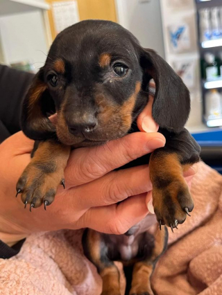 Illustration de l'article : Un chiot mal en point et abandonné dans un sac de transport se refait une santé au sein d'une famille aimante