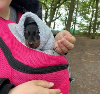 Illustration de l'article : Un chiot mal en point et abandonné dans un sac de transport se refait une santé au sein d'une famille aimante