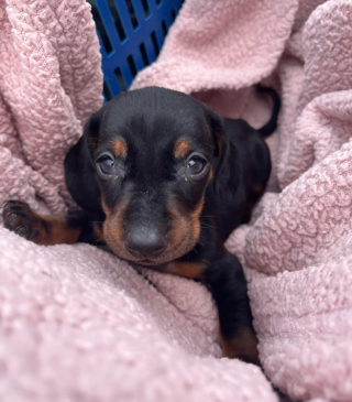 Illustration de l'article : Un chiot mal en point et abandonné dans un sac de transport se refait une santé au sein d'une famille aimante