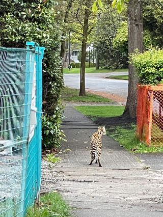 Illustration de l'article : Un gros félin confondu avec un puma sème la panique dans un quartier et entraîne l'intervention de la police