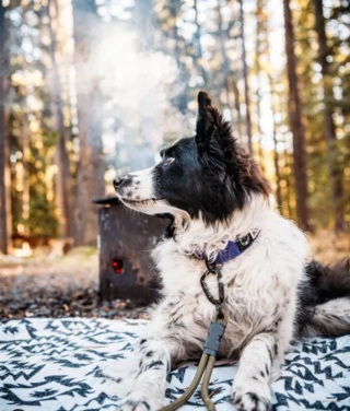 Illustration de l'article : 14 vieux chiens avec un regard qui résume à quel point leur vie a été bien remplie