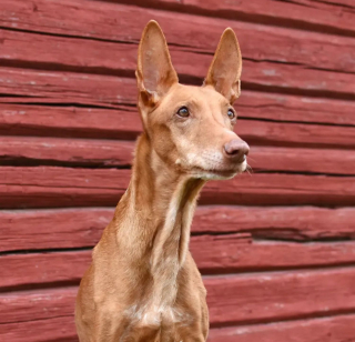 Illustration de l'article : 14 vieux chiens avec un regard qui résume à quel point leur vie a été bien remplie