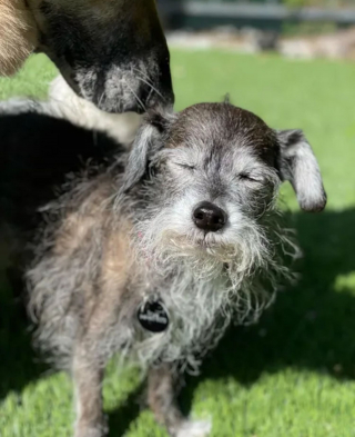 Illustration de l'article : 14 vieux chiens avec un regard qui résume à quel point leur vie a été bien remplie