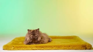 Illustration de l'article : Déroulez Le Tapis Rouge pour votre chien ou votre chat, un accessoire en fourrure synthétique élégant, pratique et responsable