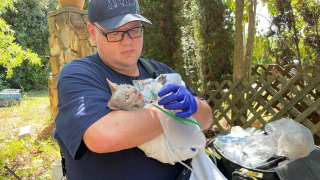 Illustration de l'article : Un chat quasiment asphyxié par un incendie et terrifié reçoit de l'oxygène par un ambulancier