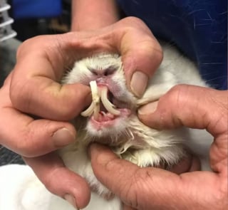 Illustration de l'article : Des lapins abandonnés dans une boîte retrouvés avec un sérieux problème de dentition