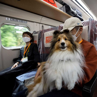 Illustration de l'article : Un wagon entier d'un TGV réservé exclusivement aux chiens !