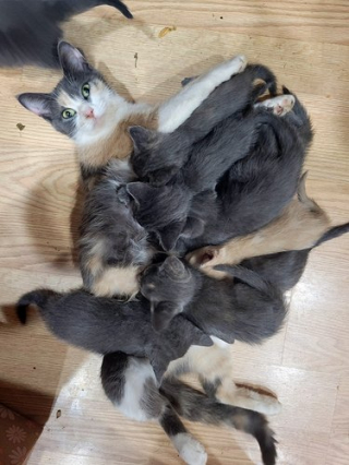 Illustration de l'article : 11 chats découvrant le bonheur de la parentalité