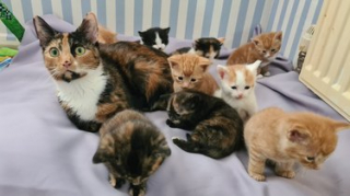 Illustration de l'article : 11 chats découvrant le bonheur de la parentalité