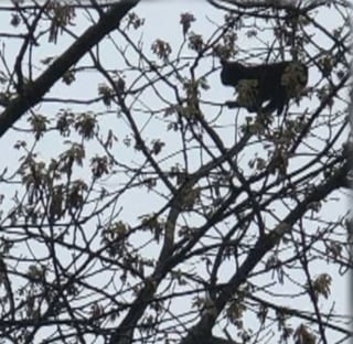 Illustration de l'article : 2 jeunes frères, ulcérés de voir un chat bloqué dans un arbre pendant 5 jours, décident de prendre les choses en main