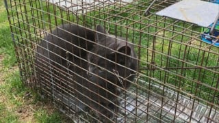 Illustration de l'article : 2 jeunes frères, ulcérés de voir un chat bloqué dans un arbre pendant 5 jours, décident de prendre les choses en main