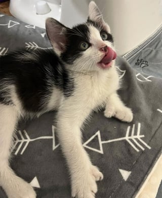 Illustration de l'article : Un chaton polydactyle sauvé par les pompiers alors qu’il était coincé dans un phare de voiture renaît de ses cendres