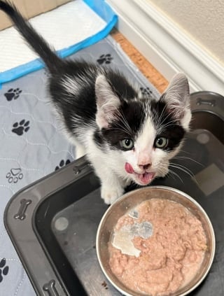 Illustration de l'article : Un chaton polydactyle sauvé par les pompiers alors qu’il était coincé dans un phare de voiture renaît de ses cendres