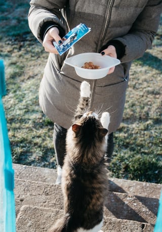 Illustration de l'article : Une Suissesse condamnée à payer une amende de 1 200 euros pour avoir nourri le chat de sa voisine