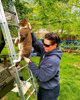 Illustration de l'article : Les pompiers interviennent pour secourir un chat coincé dans un arbre depuis 2 jours