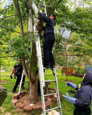 Illustration de l'article : Les pompiers interviennent pour secourir un chat coincé dans un arbre depuis 2 jours