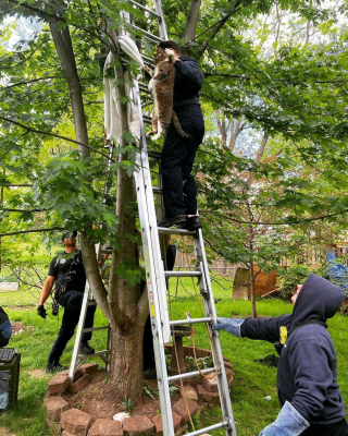 Illustration de l'article : Les pompiers interviennent pour secourir un chat coincé dans un arbre depuis 2 jours