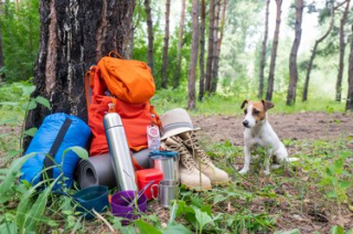 Illustration de l'article : 4 éléments importants à prendre en considération avant d'adopter un chien