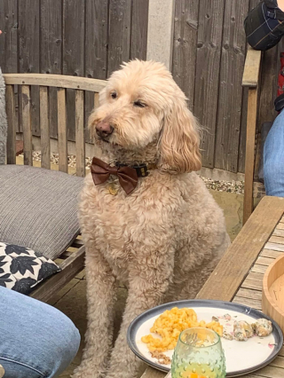 Illustration de l'article : 20 photos résumant la magie d'une rencontre impromptue entre une personne et un chien