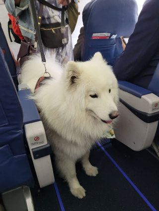 Illustration de l'article : 20 photos résumant la magie d'une rencontre impromptue entre une personne et un chien