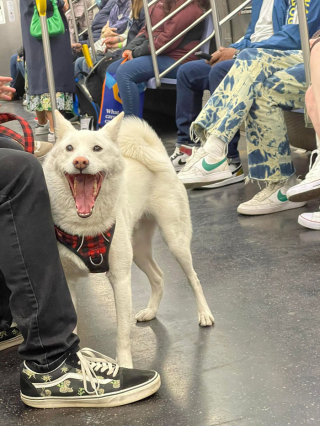 Illustration de l'article : 20 photos résumant la magie d'une rencontre impromptue entre une personne et un chien