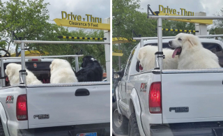 Illustration de l'article : 20 photos résumant la magie d'une rencontre impromptue entre une personne et un chien