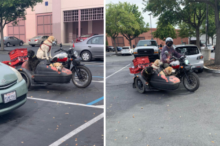 Illustration de l'article : 20 photos résumant la magie d'une rencontre impromptue entre une personne et un chien