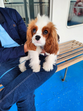 Illustration de l'article : 20 photos résumant la magie d'une rencontre impromptue entre une personne et un chien