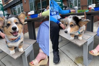 Illustration de l'article : 20 photos résumant la magie d'une rencontre impromptue entre une personne et un chien