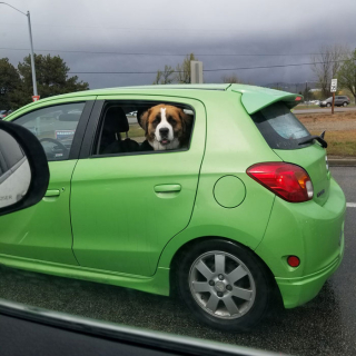 Illustration de l'article : 20 photos résumant la magie d'une rencontre impromptue entre une personne et un chien