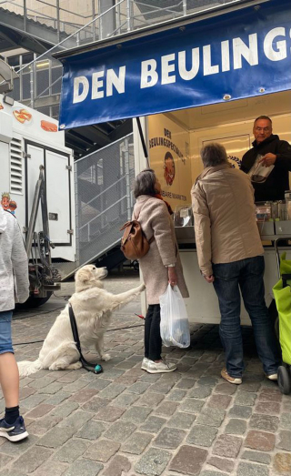 Illustration de l'article : 20 photos résumant la magie d'une rencontre impromptue entre une personne et un chien