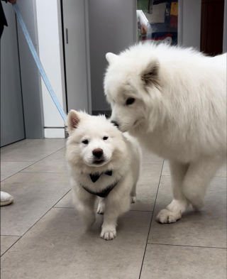 Illustration de l'article : 20 photos résumant la magie d'une rencontre impromptue entre une personne et un chien