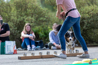 Illustration de l'article : Félinacs, le salon consacré aux animaux de compagnie et à leur bien-être, se tiendra le 5 juin en région bordelaise