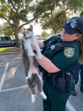 Illustration de l'article : Alertée par un passant, la police intervient pour libérer un chat coincé sous une voiture