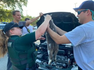 Illustration de l'article : Alertée par un passant, la police intervient pour libérer un chat coincé sous une voiture