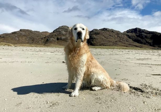 Illustration de l'article : Un Golden Retriever mis au régime pour avoir pris 1 kg avait en fait une tumeur de la taille d’un ballon de football