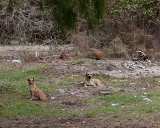 Illustration de l'article : Un vingtaine de chiens négligés, sauvés par la police après que leurs aboiements ont alerté les voisins