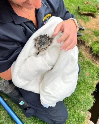 Illustration de l'article : Une chatte prise au piège dans un conduit d'évacuation d'eaux pluviales déclenche l'intervention des pompiers, qui ne font pas que la sauver