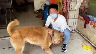 Illustration de l'article : Découvert enchaîné dans une boucherie de Yulin, cet Akita Inu attendait qu'on le sauve