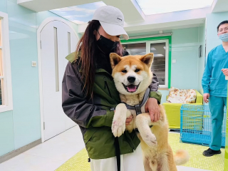 Illustration de l'article : Découvert enchaîné dans une boucherie de Yulin, cet Akita Inu attendait qu'on le sauve