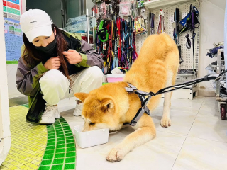 Illustration de l'article : Découvert enchaîné dans une boucherie de Yulin, cet Akita Inu attendait qu'on le sauve