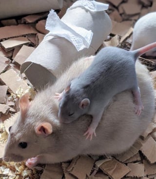 Illustration de l'article : 20 photos adorables de rats qui combleront de bonheur tous les fans du rongeur