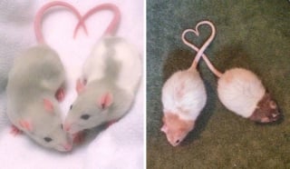 Illustration de l'article : 20 photos adorables de rats qui combleront de bonheur tous les fans du rongeur