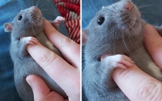 Illustration de l'article : 20 photos adorables de rats qui combleront de bonheur tous les fans du rongeur