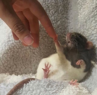 Illustration de l'article : 20 photos adorables de rats qui combleront de bonheur tous les fans du rongeur