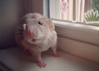 Illustration de l'article : 20 photos adorables de rats qui combleront de bonheur tous les fans du rongeur