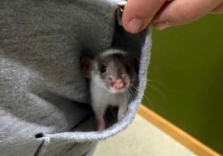 Illustration de l'article : 20 photos adorables de rats qui combleront de bonheur tous les fans du rongeur