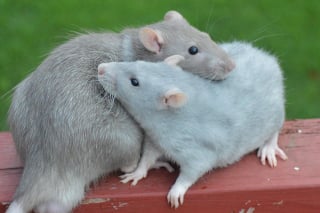 Illustration de l'article : 20 photos adorables de rats qui combleront de bonheur tous les fans du rongeur